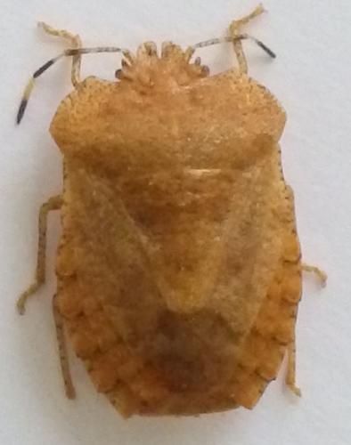 Dryptocephala sp.